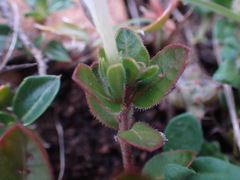 Ruellia pilosa