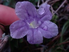 Ruellia pilosa