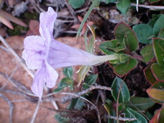 Ruellia pilosa