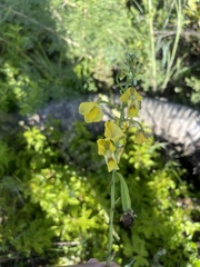 Eulophia speciosa