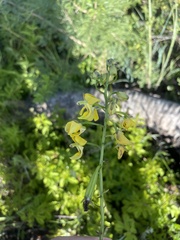 Eulophia speciosa