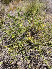 Osteospermum hispidum viride