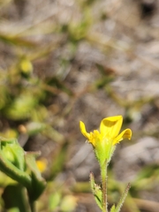 Osteospermum hispidum viride