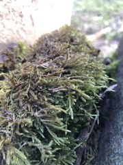 Brachythecium rutabulum