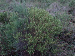 Oedera genistifolia
