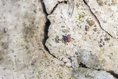 Ixodes persulcatus