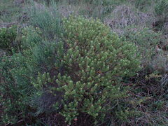 Oedera genistifolia