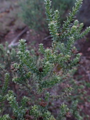 Oedera genistifolia