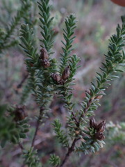 Oedera genistifolia