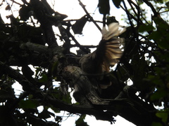 Ptiloris paradiseus