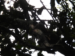 Ptiloris paradiseus
