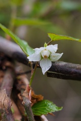 Rubus corchorifolius