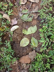 Elephas maximus indicus