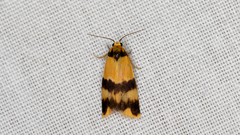 Stenoscaptia venusta