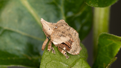 Oemethylus triangularis