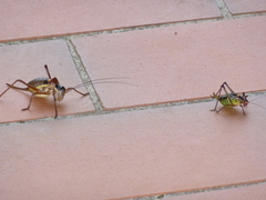 Ephippiger provincialis