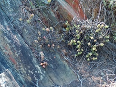 Crassula rupestris