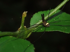 Megalopsalis coronata