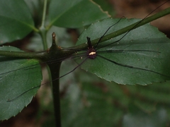 Megalopsalis coronata