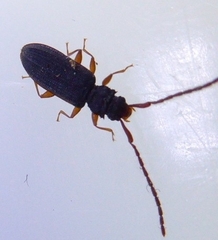 Uleiota planata