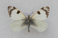 Euchloe transcaspica