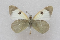 Euchloe transcaspica
