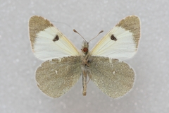 Euchloe transcaspica