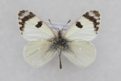Euchloe transcaspica