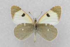 Euchloe transcaspica
