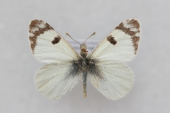 Euchloe transcaspica