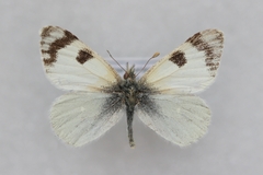 Euchloe transcaspica