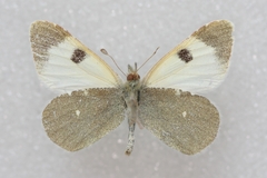Euchloe transcaspica