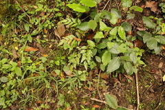 Asplenium gemmiferum