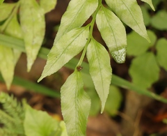 Asplenium gemmiferum