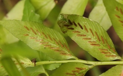 Asplenium gemmiferum