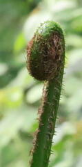 Sphaeropteris
