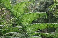 Sphaeropteris