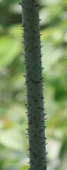 Sphaeropteris
