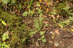 Blechnum australe