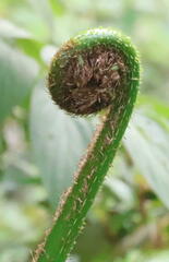 Sphaeropteris