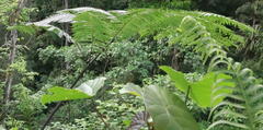 Sphaeropteris