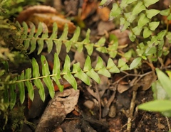 Blechnum australe
