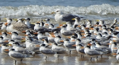 Thalasseus bengalensis