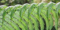 Sphaeropteris
