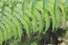 Sphaeropteris
