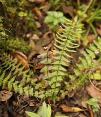 Blechnum australe