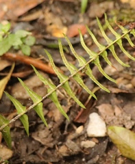 Blechnum australe