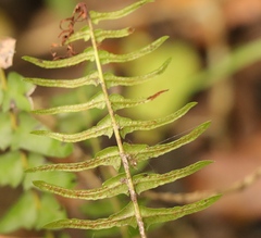 Blechnum australe