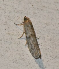 Cadra figulilella