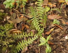 Blechnum australe